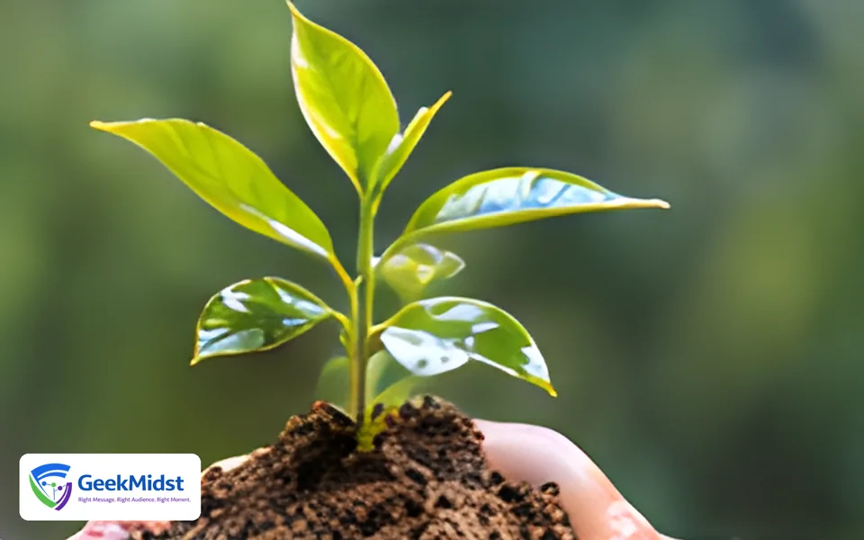 Hands holding a young plant in soil